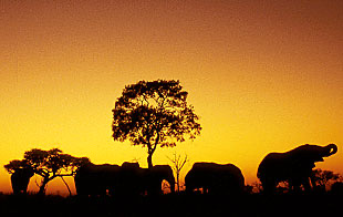 Elephants-at-Sunset.JPG