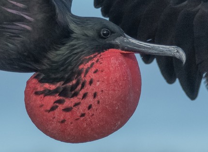 bythom INT Galapagos Dec2017 D850 19397 detail