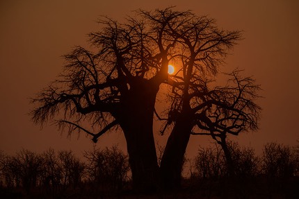 INT BOTS Okavango 8-2014 D810 37862.jpg