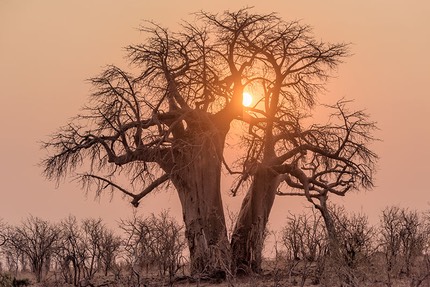 INT BOTS Okavango 8-2014 D810 37862+4.jpg