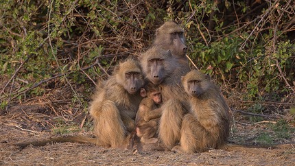 INT BOTS Okavango 8-2014 D810 37918.jpg