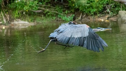 US PA LittleLehighParkway Sept2016 D3400 04404.jpg