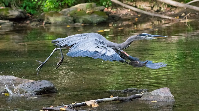 US PA LittleLehighParkway Sept2016 D3400 04400.jpg